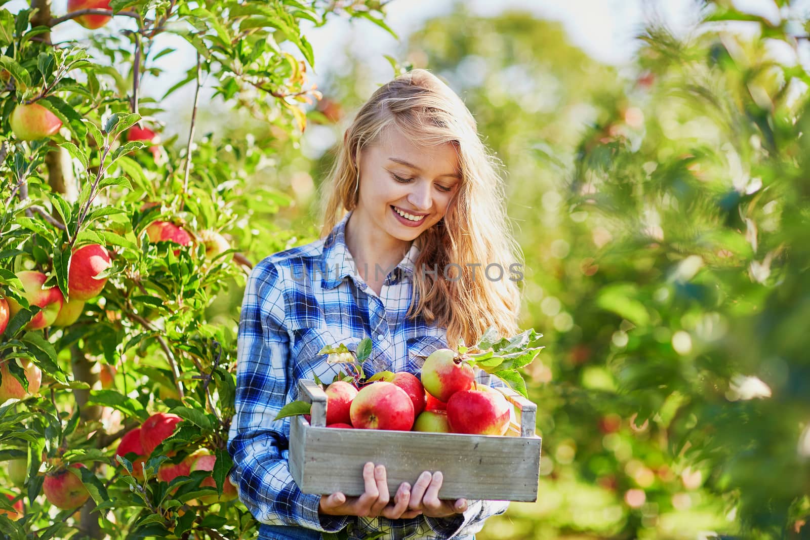 Beautiful young woman picking ripe organic apples in wooden crate in orchard or on farm on a fall day