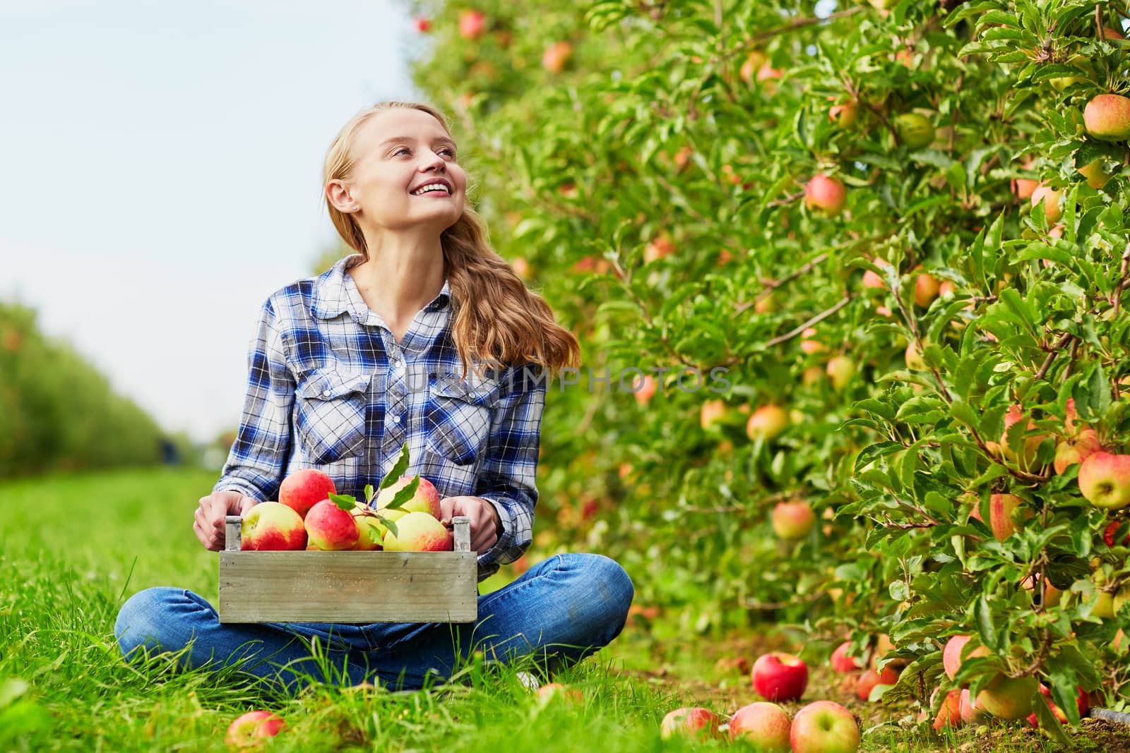 Beautiful young woman picking ripe organic apples in wooden crate in orchard or on farm on a fall day