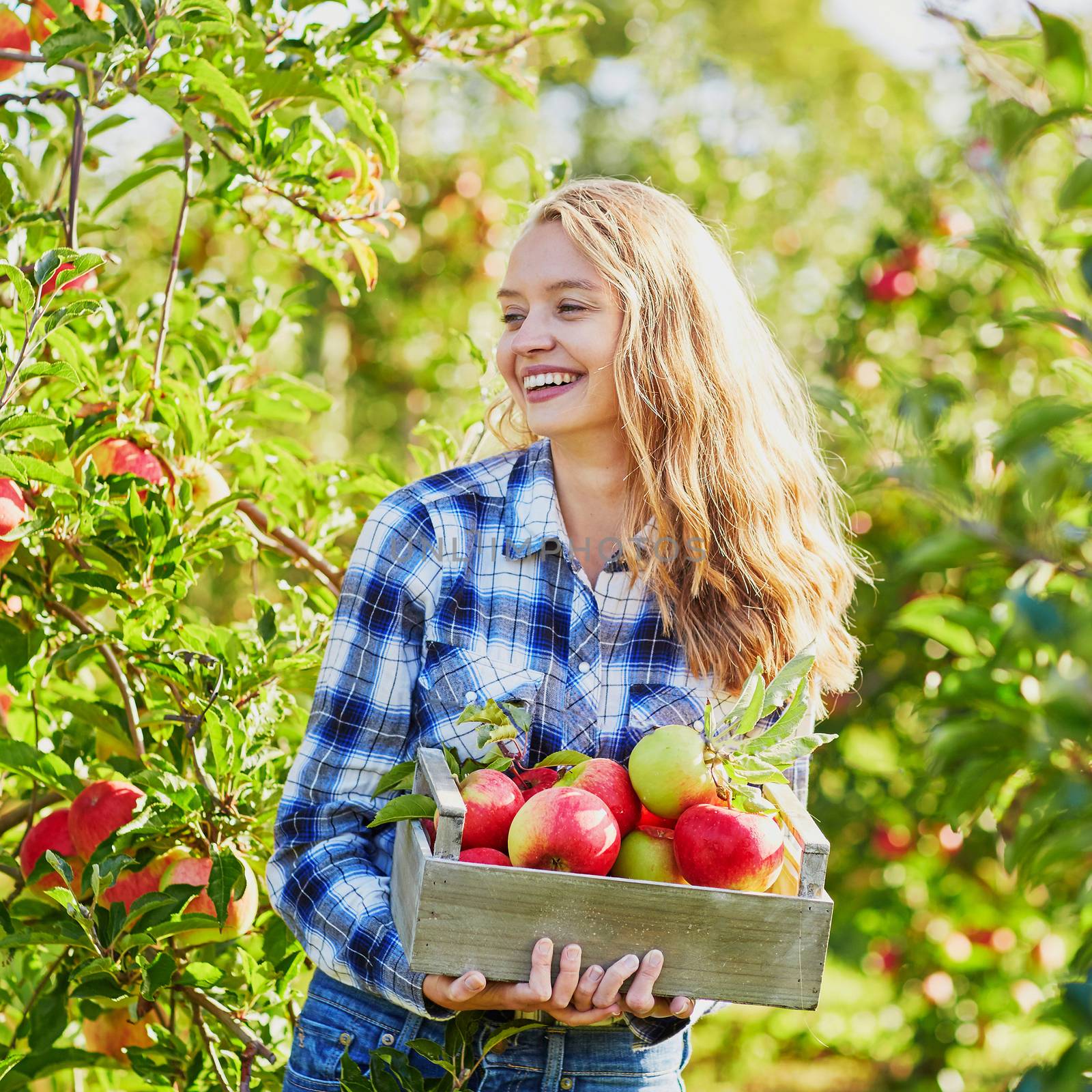 Woman holding crate with ripe red apples on farm. Autumn, harvest and gardening concept