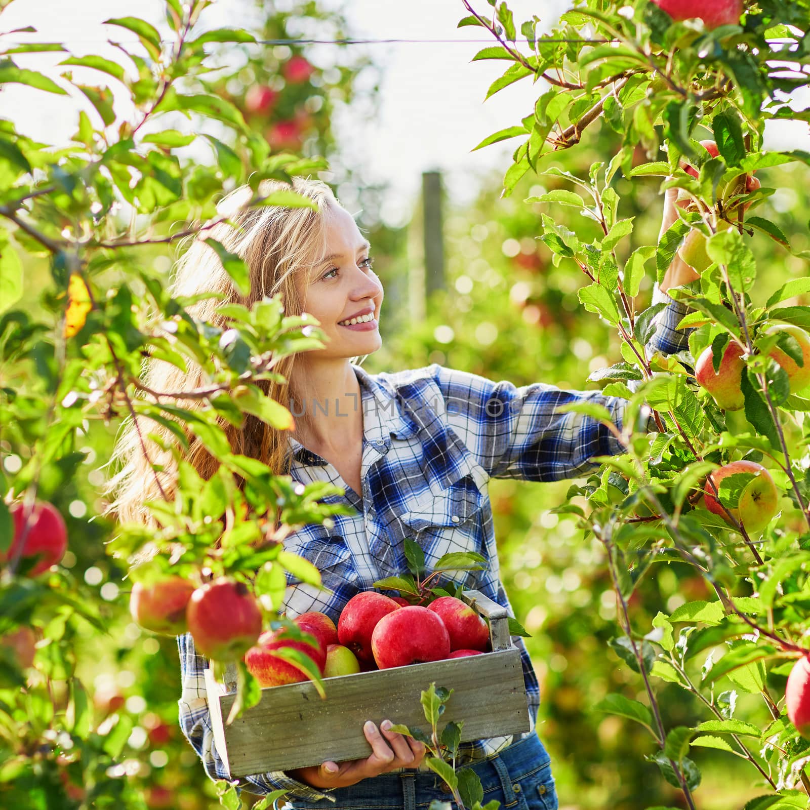 Beautiful young woman picking ripe organic apples in wooden crate in orchard or on farm on a fall day