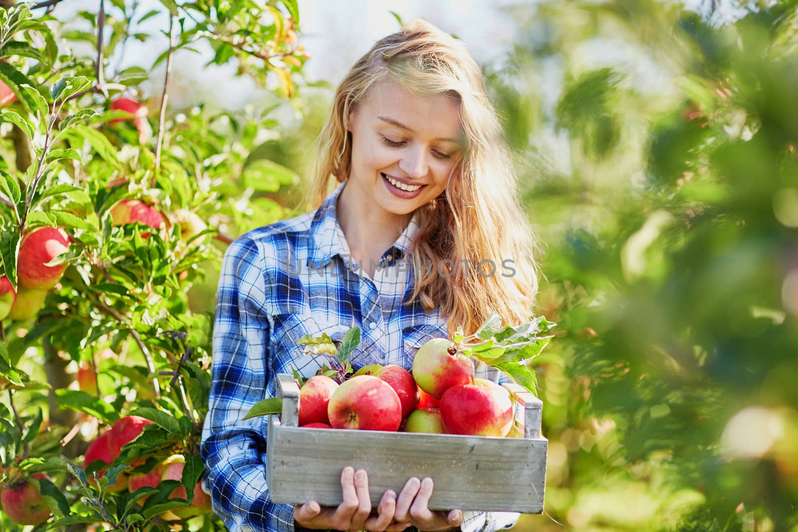 Beautiful young woman picking ripe organic apples in wooden crate in orchard or on farm on a fall day