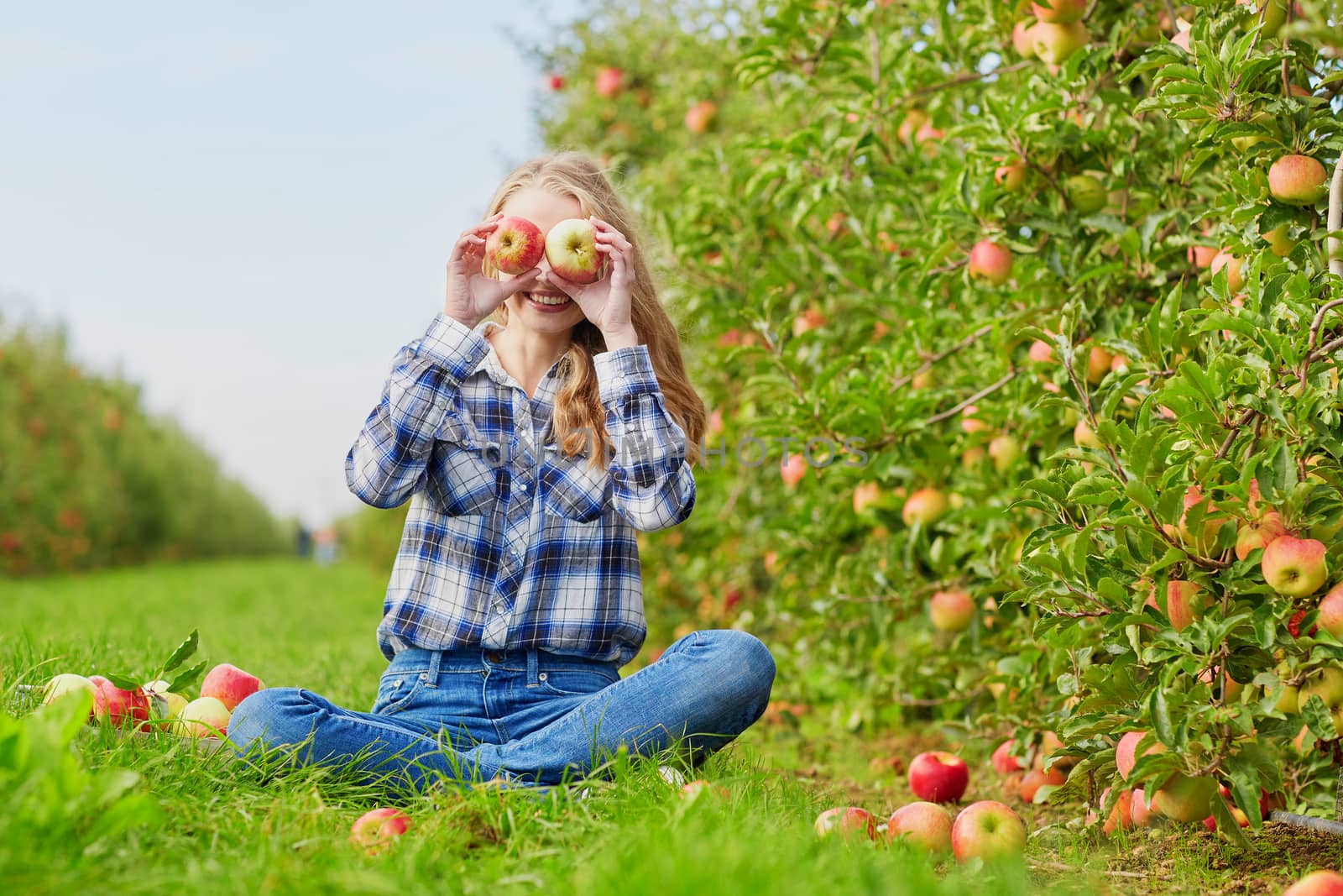 Beautiful young woman picking ripe organic apples in basket in orchard or on farm on a fall day