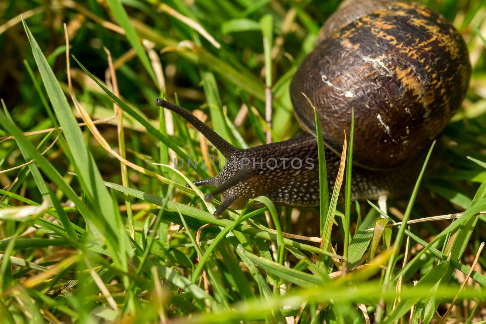 A common garden snail travelling through blades of grass