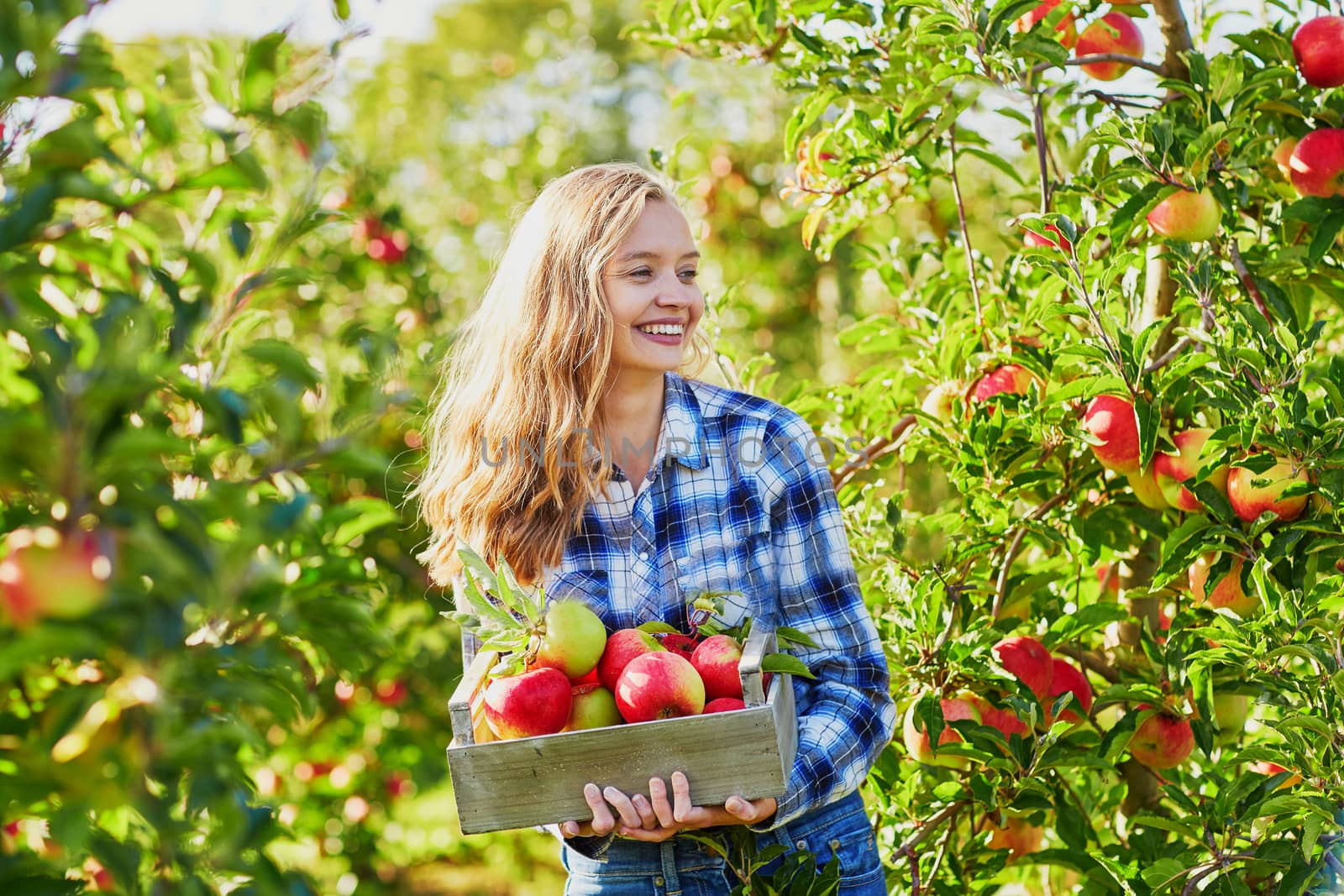 Beautiful young woman picking ripe organic apples in wooden crate in orchard or on farm on a fall day