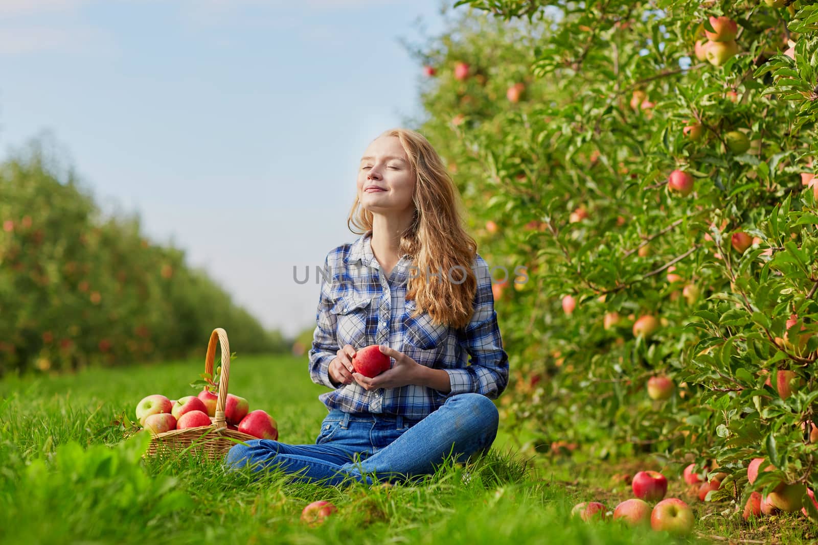Beautiful young woman picking ripe organic apples in basket in orchard or on farm on a fall day