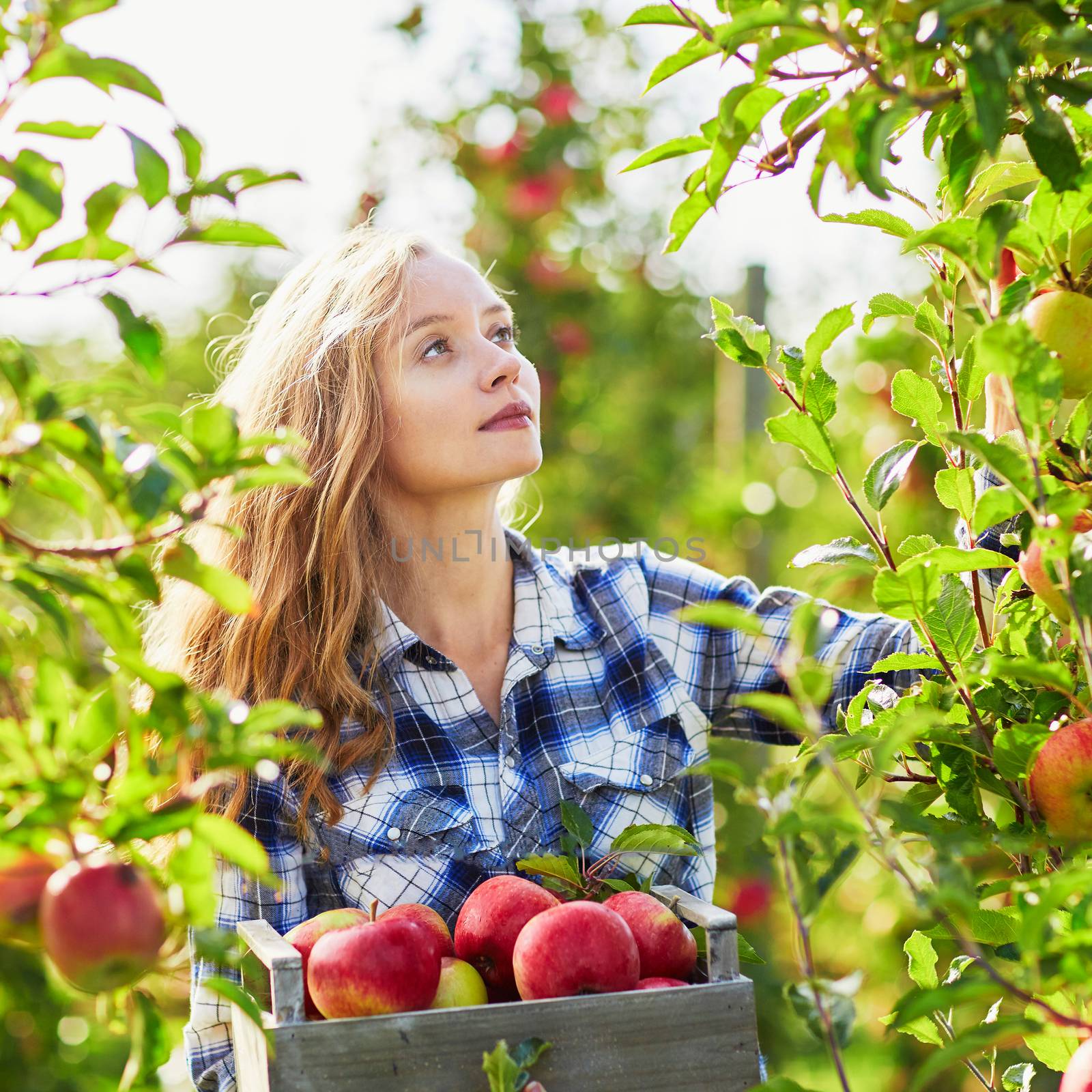 Beautiful young woman picking ripe organic apples in wooden crate in orchard or on farm on a fall day