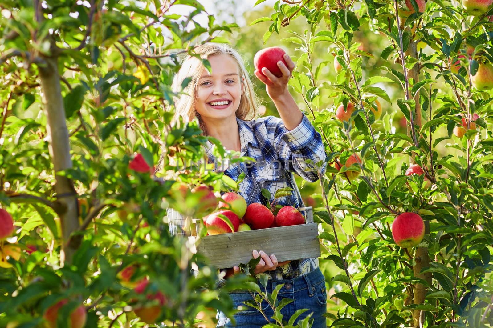 Woman holding crate with ripe red apples on farm. Autumn, harvest and gardening concept