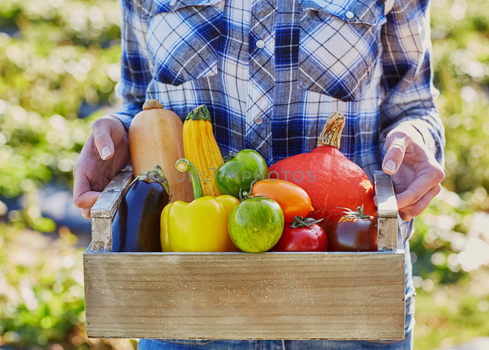 Woman holding crate with ripe vegetables on farm. Autumn, harvest and gardening concept