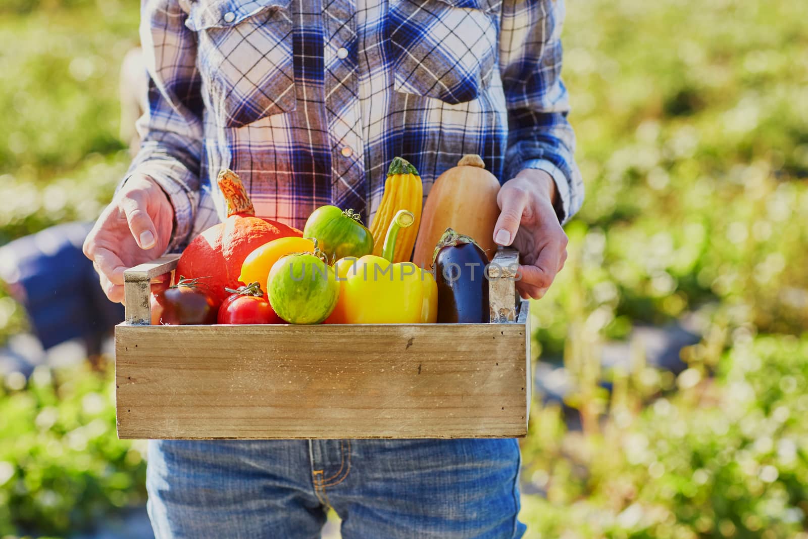 Woman's hands holding wooden crate with fresh organic vegetables from farm