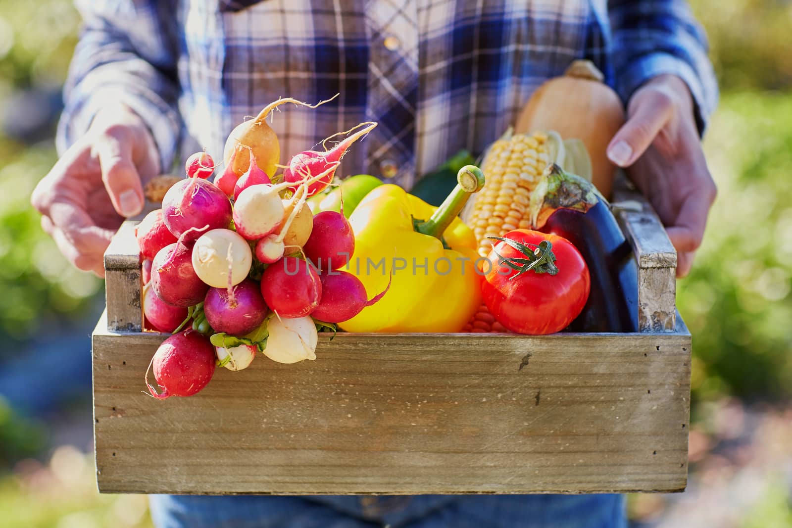 Woman's hands holding wooden crate with fresh organic vegetables from farm
