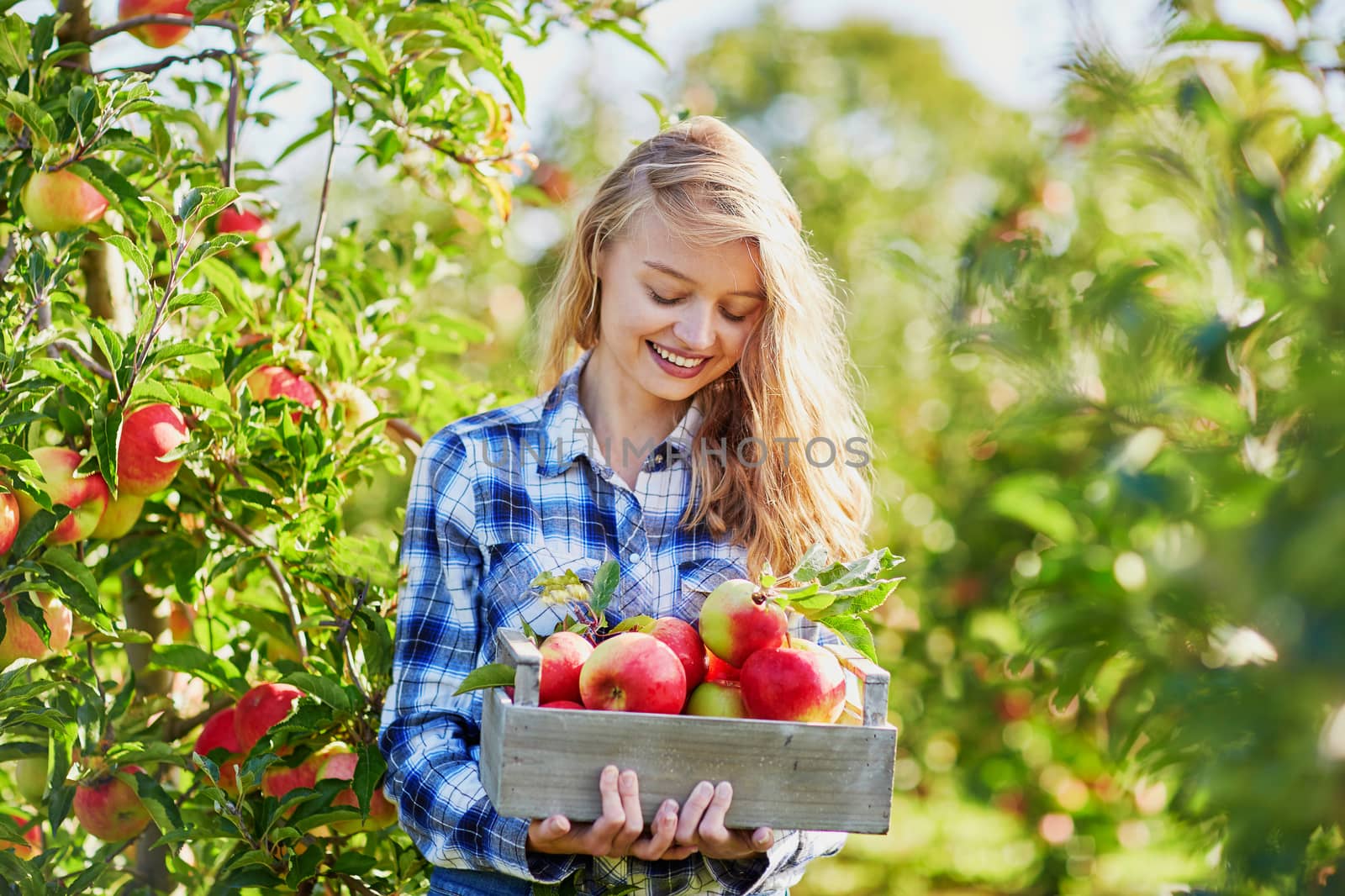 Beautiful young woman picking ripe organic apples in wooden crate in orchard or on farm on a fall day