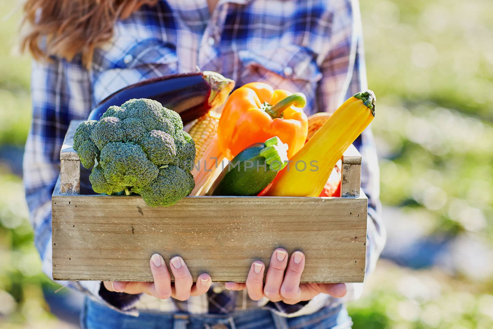 Woman's hands holding wooden crate with fresh organic vegetables from farm