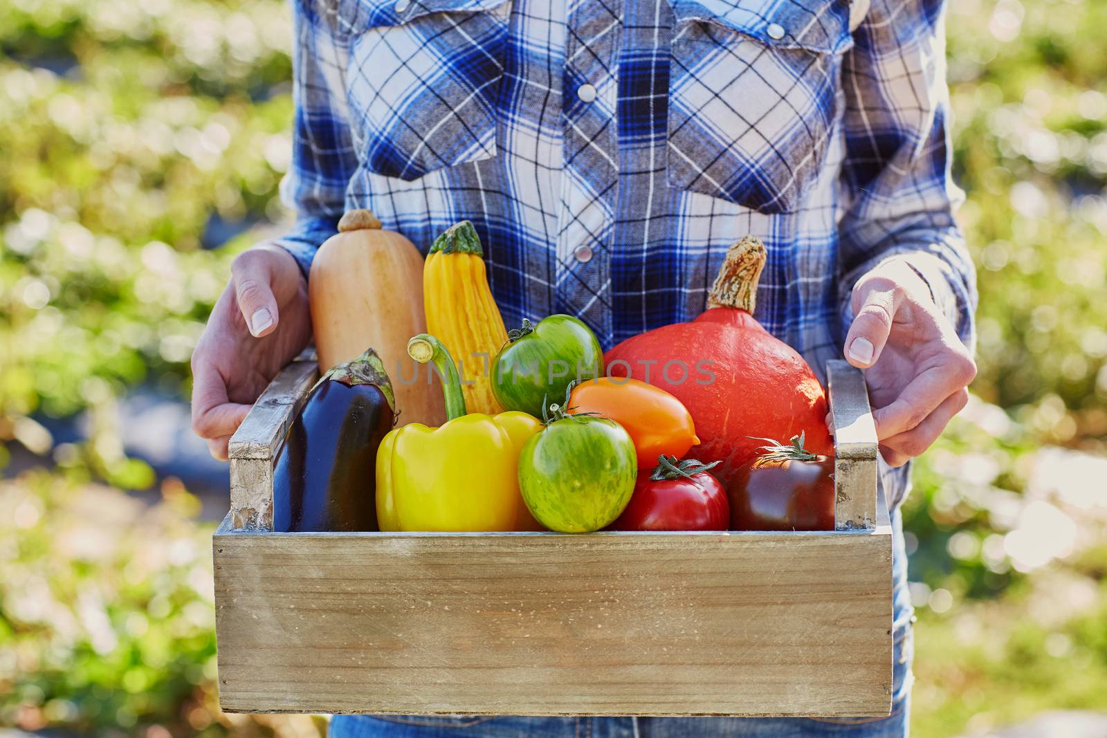 Woman holding crate with ripe vegetables on farm. Autumn, harvest and gardening concept