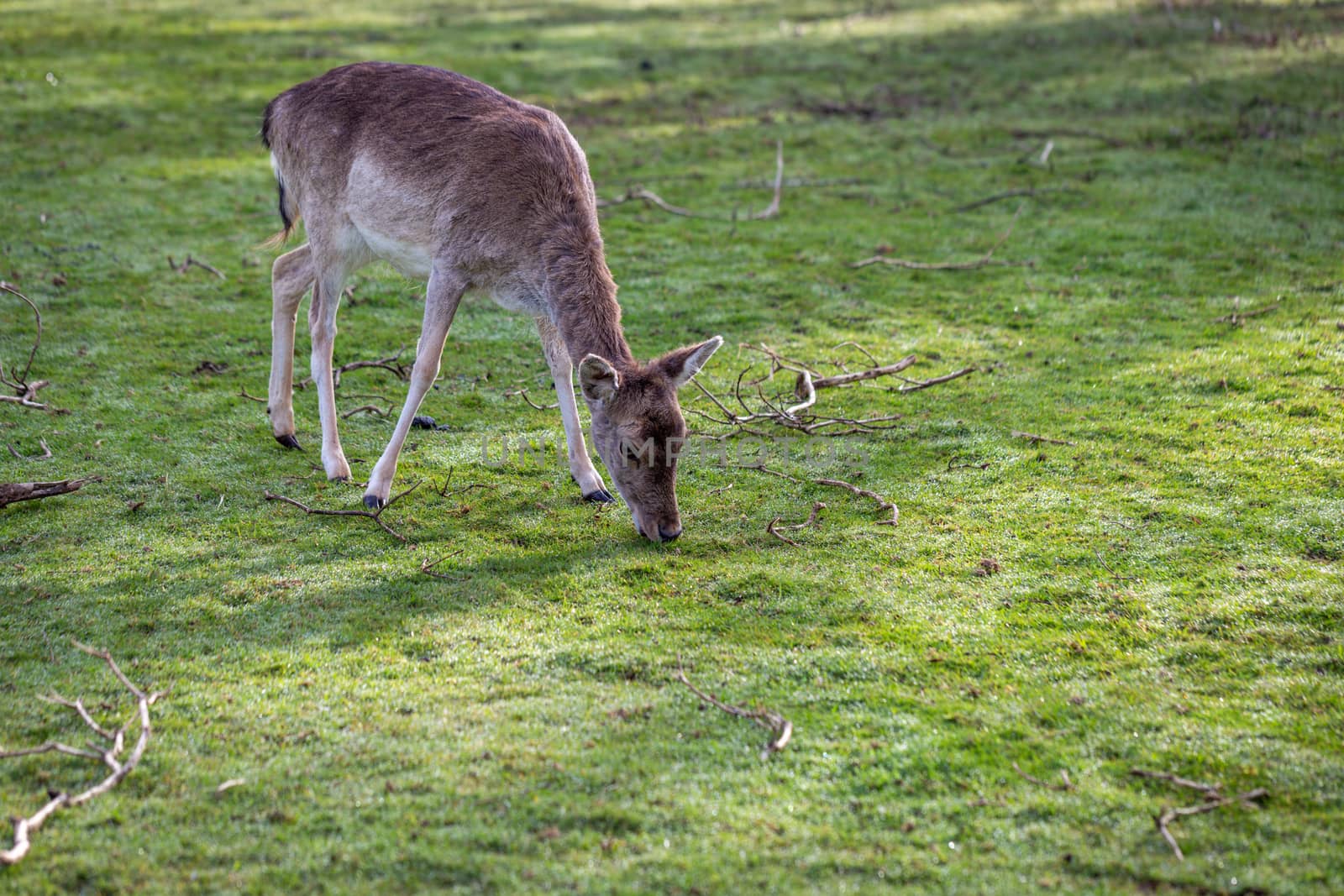 A young Fallow deer grazing on grass by magicbones