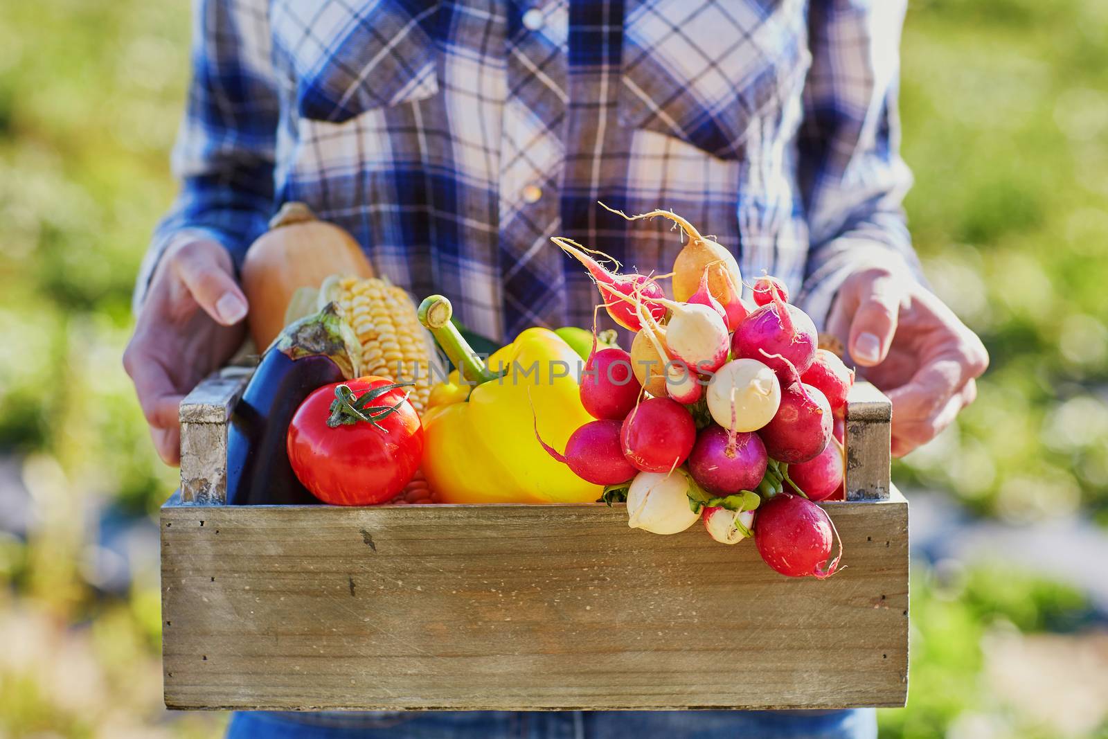 Woman holding wooden crate with fresh organic vegetables from farm