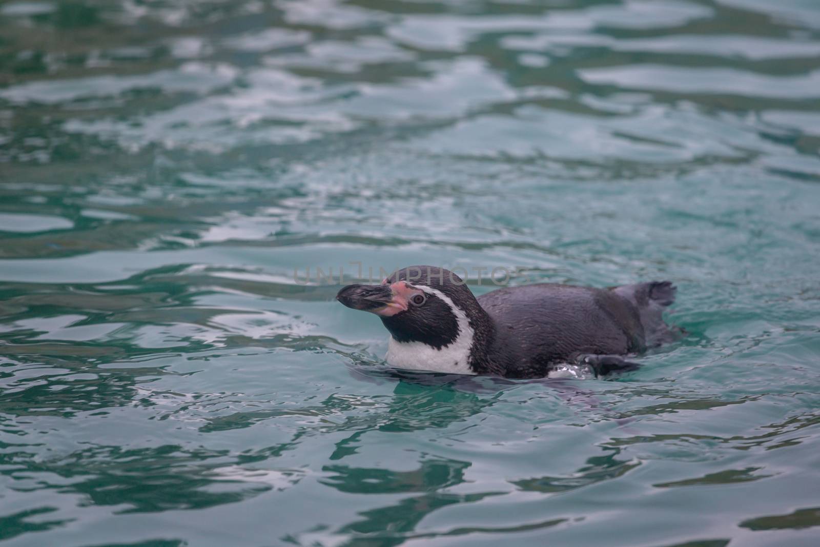 Penguin swimming at the zoo