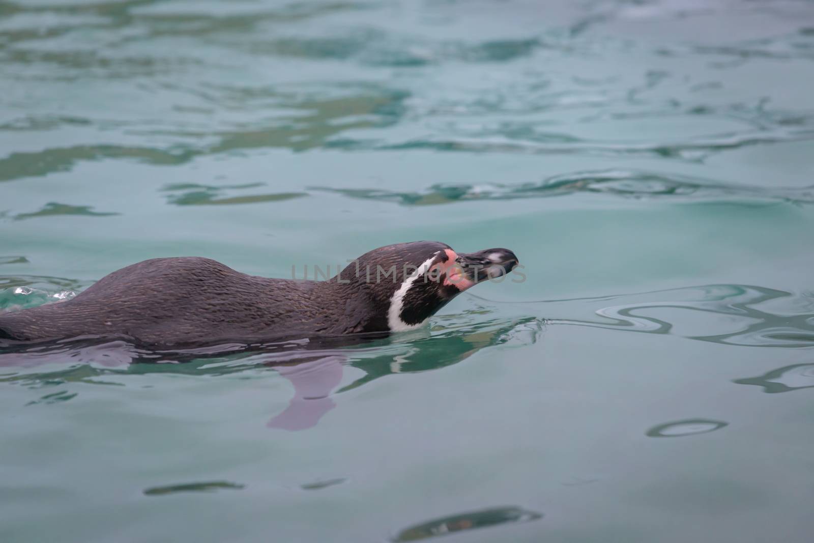 Penguin swimming by magicbones