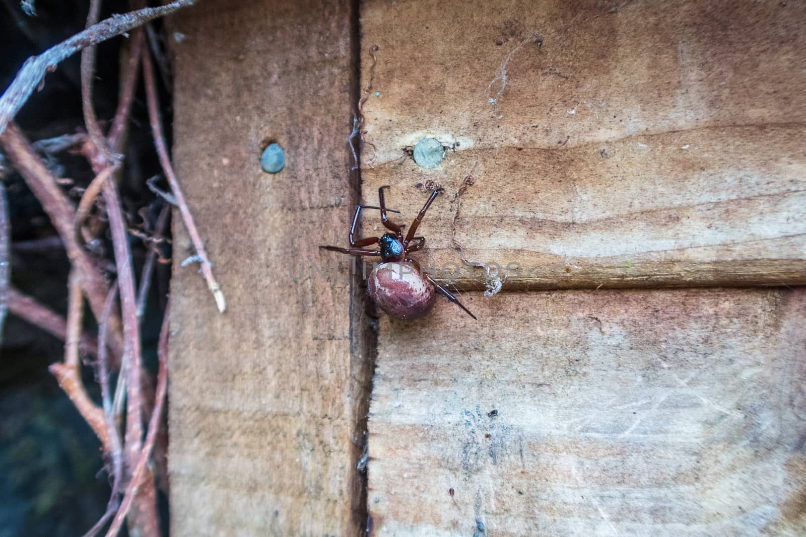 A pregnant european garden spider (Araneus diadematus) on the side of a garden shed in London, England, UK