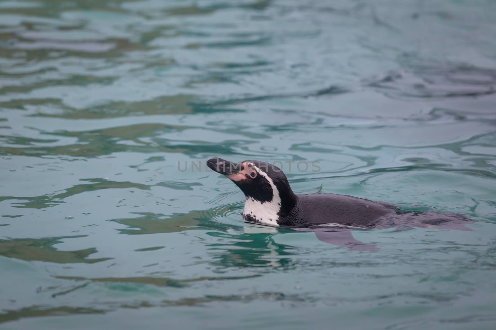 Penguin swimming by magicbones