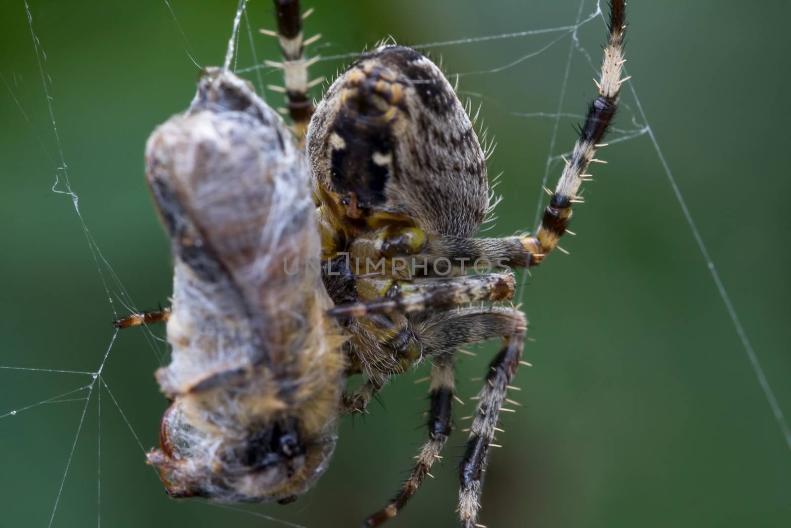 A Common Garden Spider wraps up a caught bee in it's web