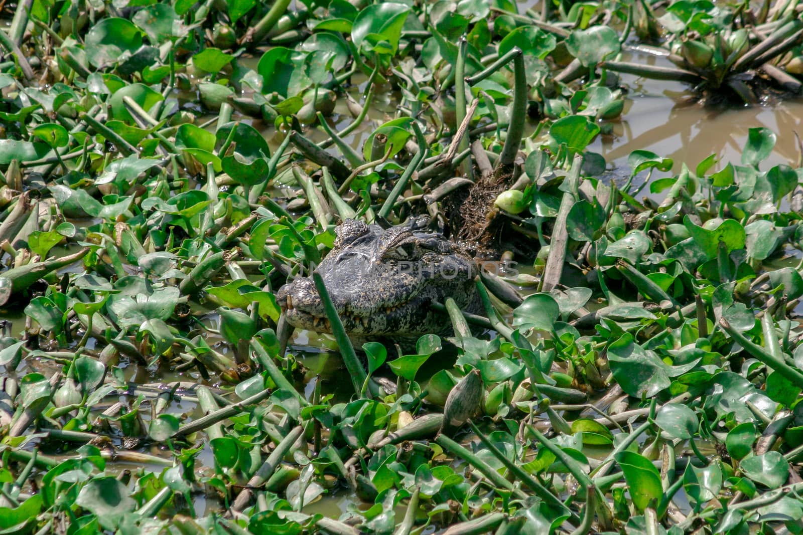 A solitary Caiman in the Pantanal, Mato Grosso Do Sul, Brazil