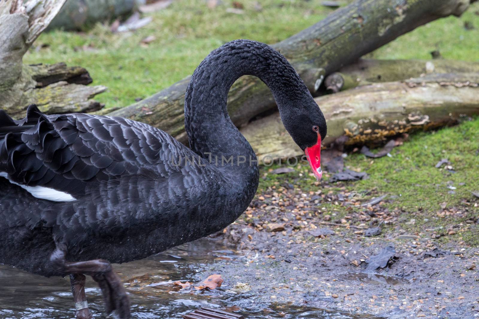 Black Swan, cygnus atratus, in the UK