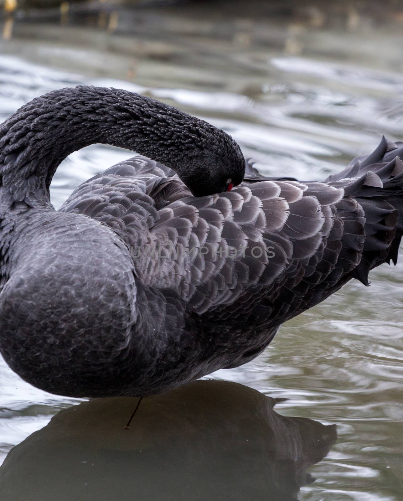 Black Swan, cygnus atratus, preening by magicbones