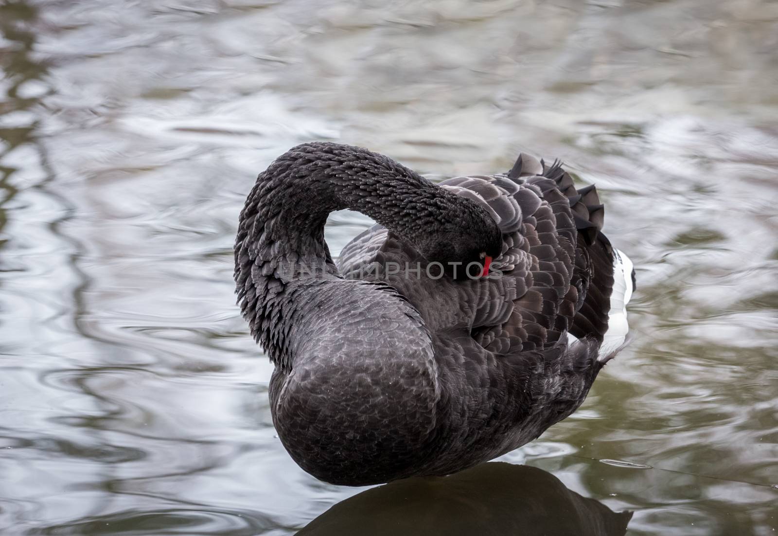 Black Swan, cygnus atratus, preening by magicbones