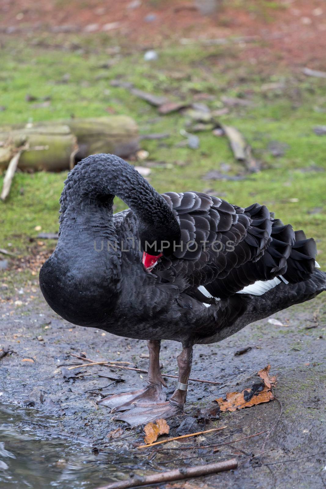 Black Swan, cygnus atratus, preening by magicbones