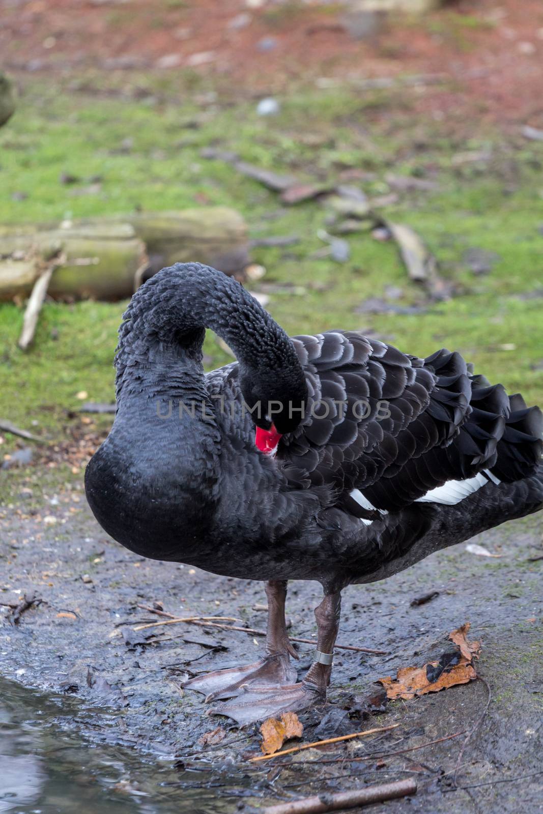 Black Swan, cygnus atratus, preening by magicbones