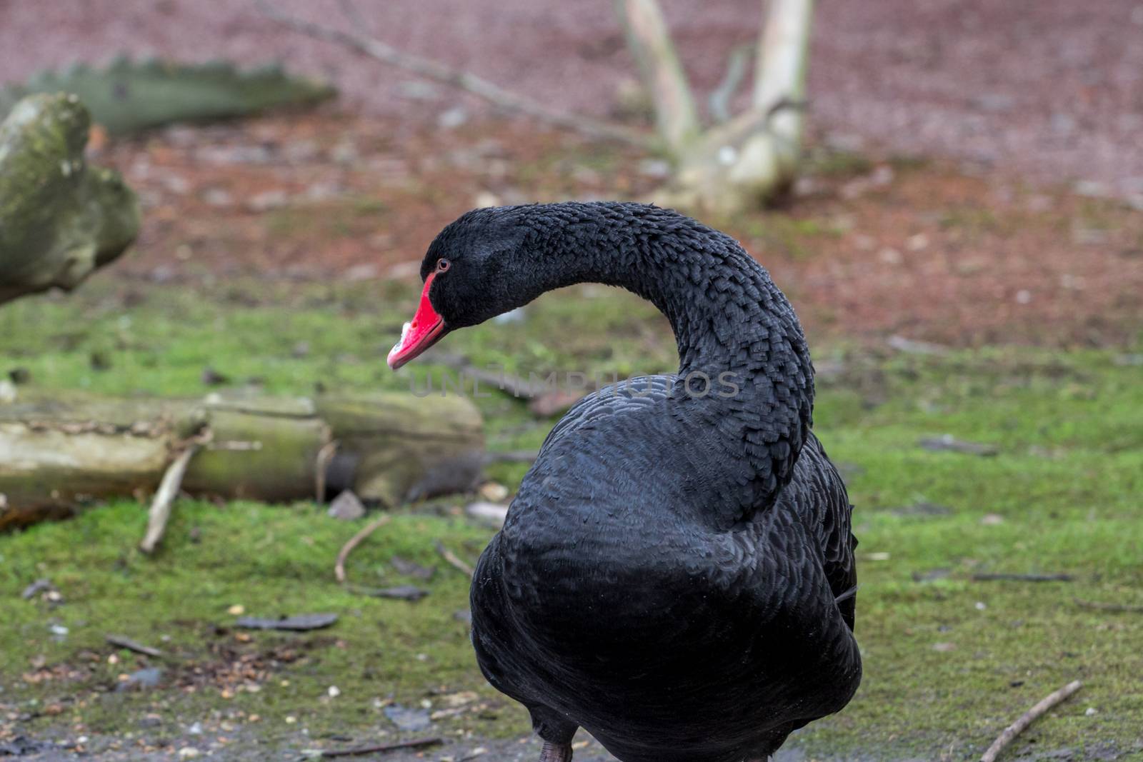 Black Swan, cygnus atratus, in the UK by magicbones