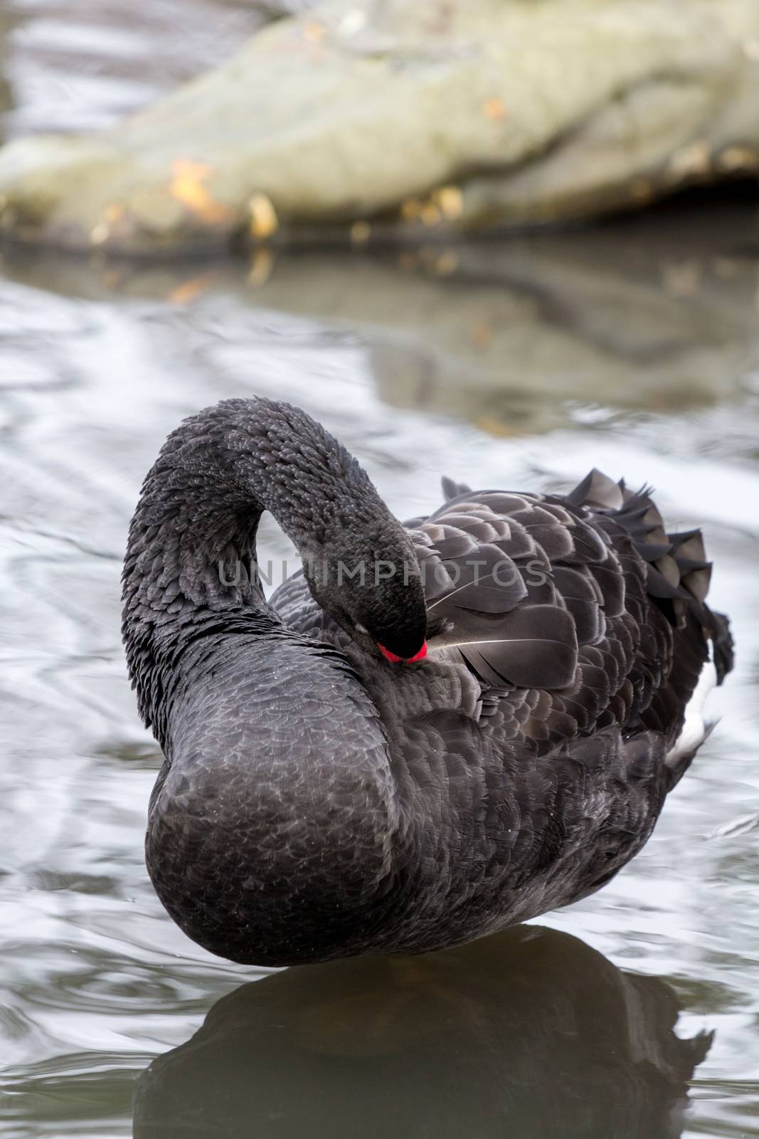 Black Swan, cygnus atratus, preening