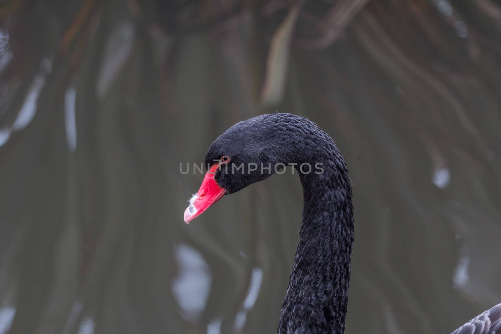 Black Swan, cygnus atratus, in the UK