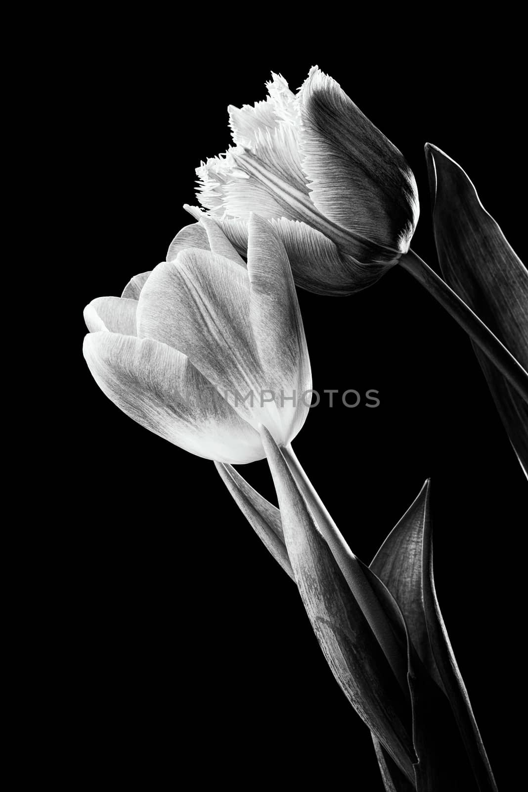 Closeup of a pink fringed tulip, tulipa crispa, and a common red tulip on black background. Black and white photo.