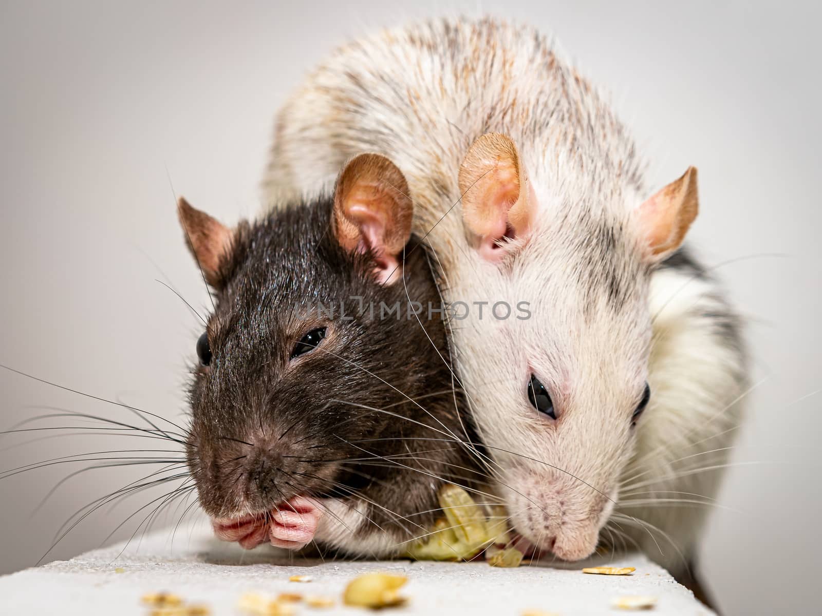 Two cute pet rats on a gas concrete block - one securing her food and the other tries to get hold of it.