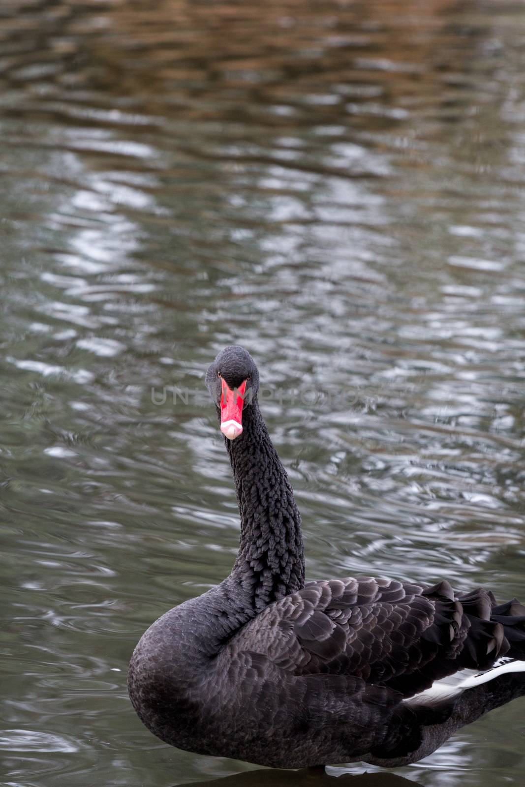 Black Swan, cygnus atratus, in the UK by magicbones