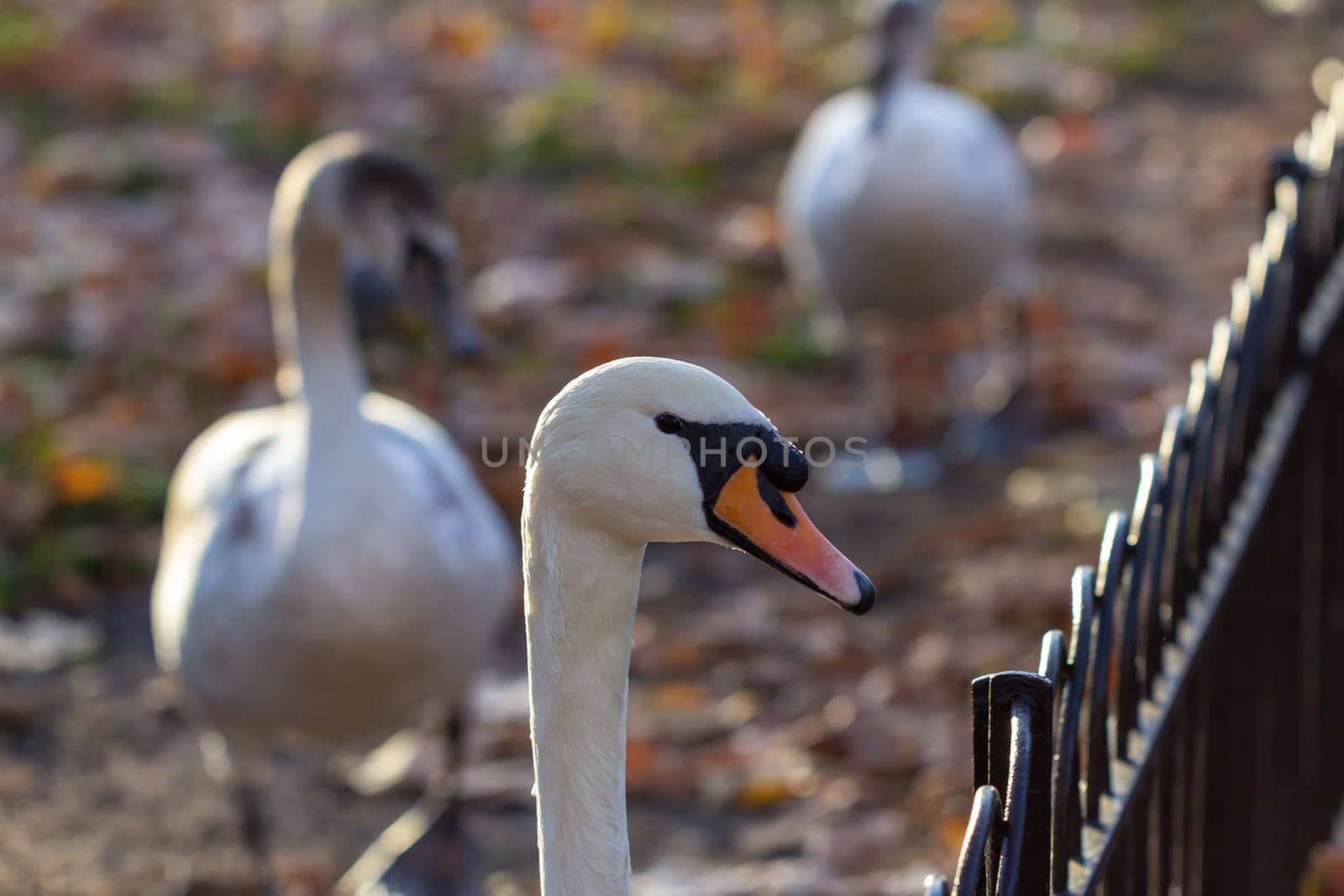 Swans in a UK Park by magicbones