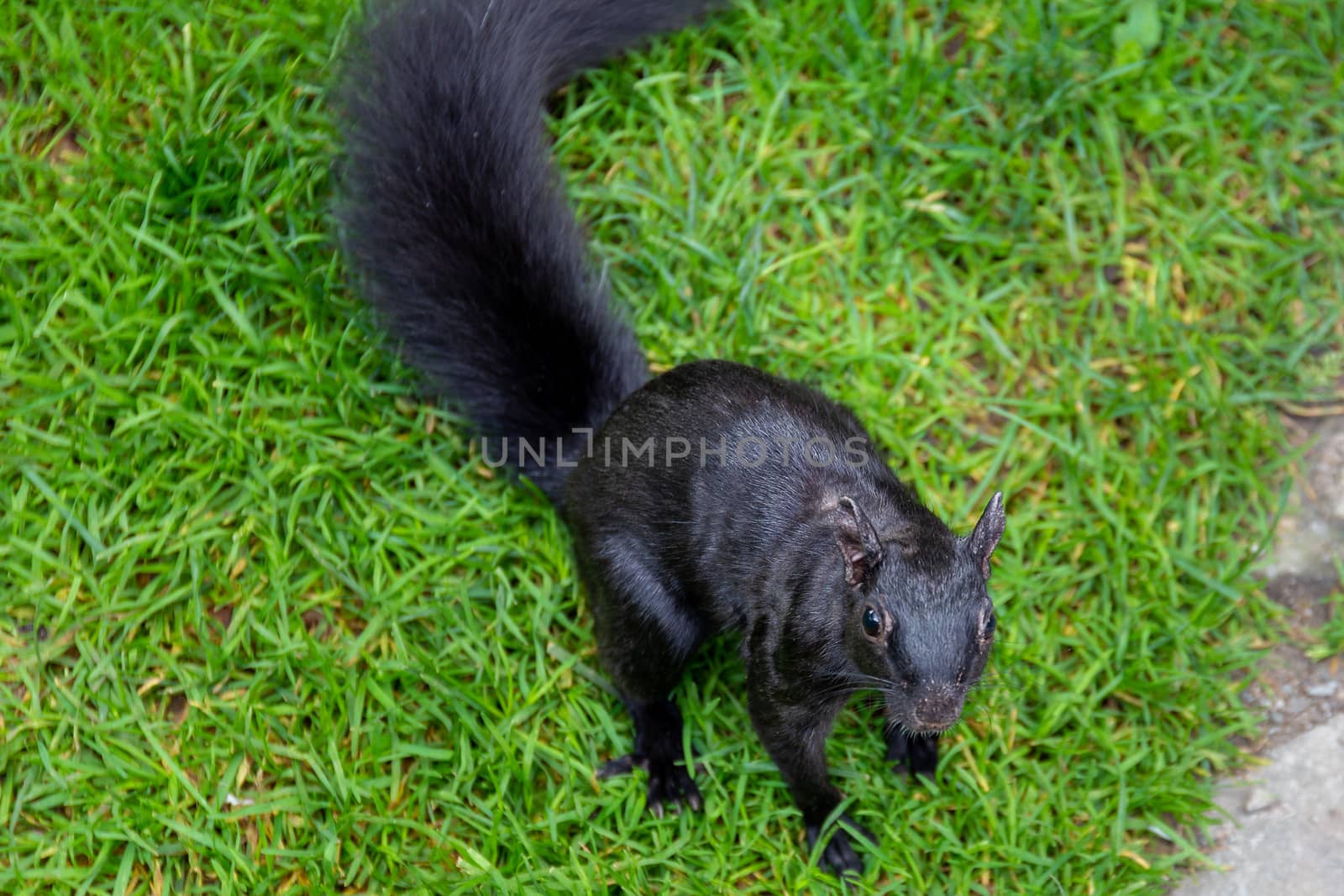 The Black Squirrel is a natural mutation of the Eastern Grey Squirrel found throughout North America