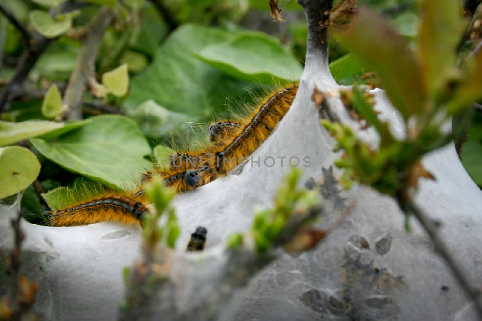 Lackey Moth caterpillars in a nest