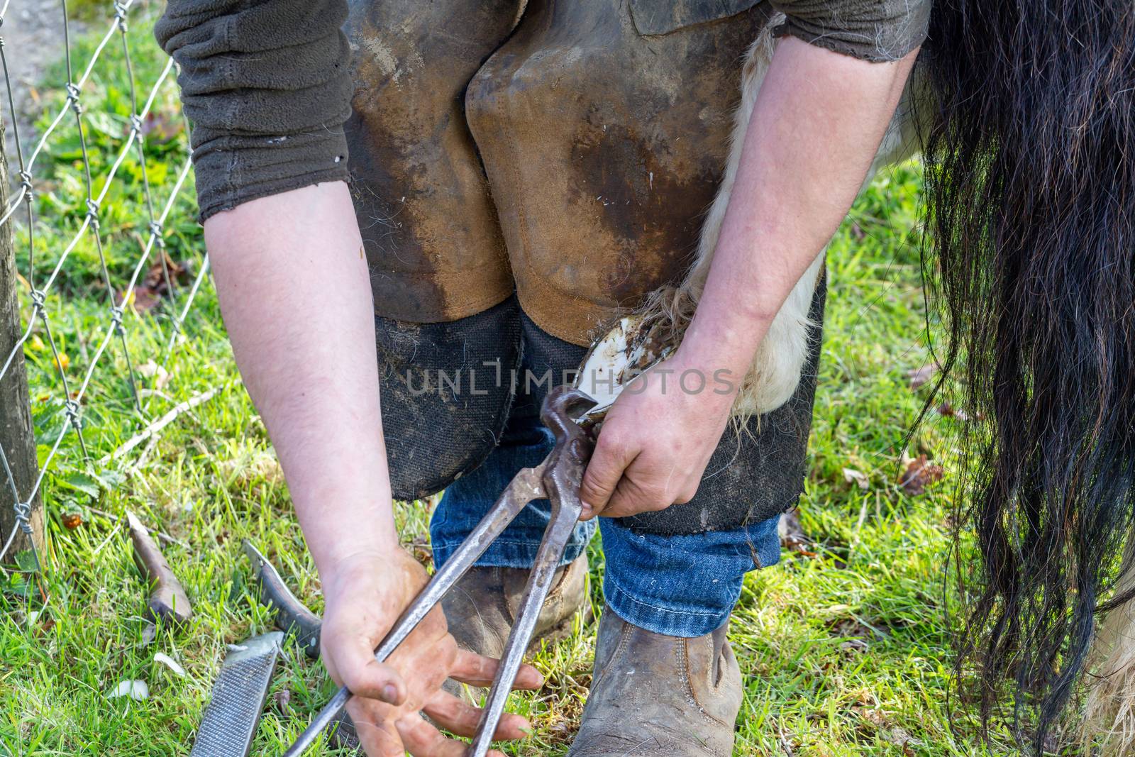 Farrier working on the hooves of a Shetland Pony on a farm in England, UK