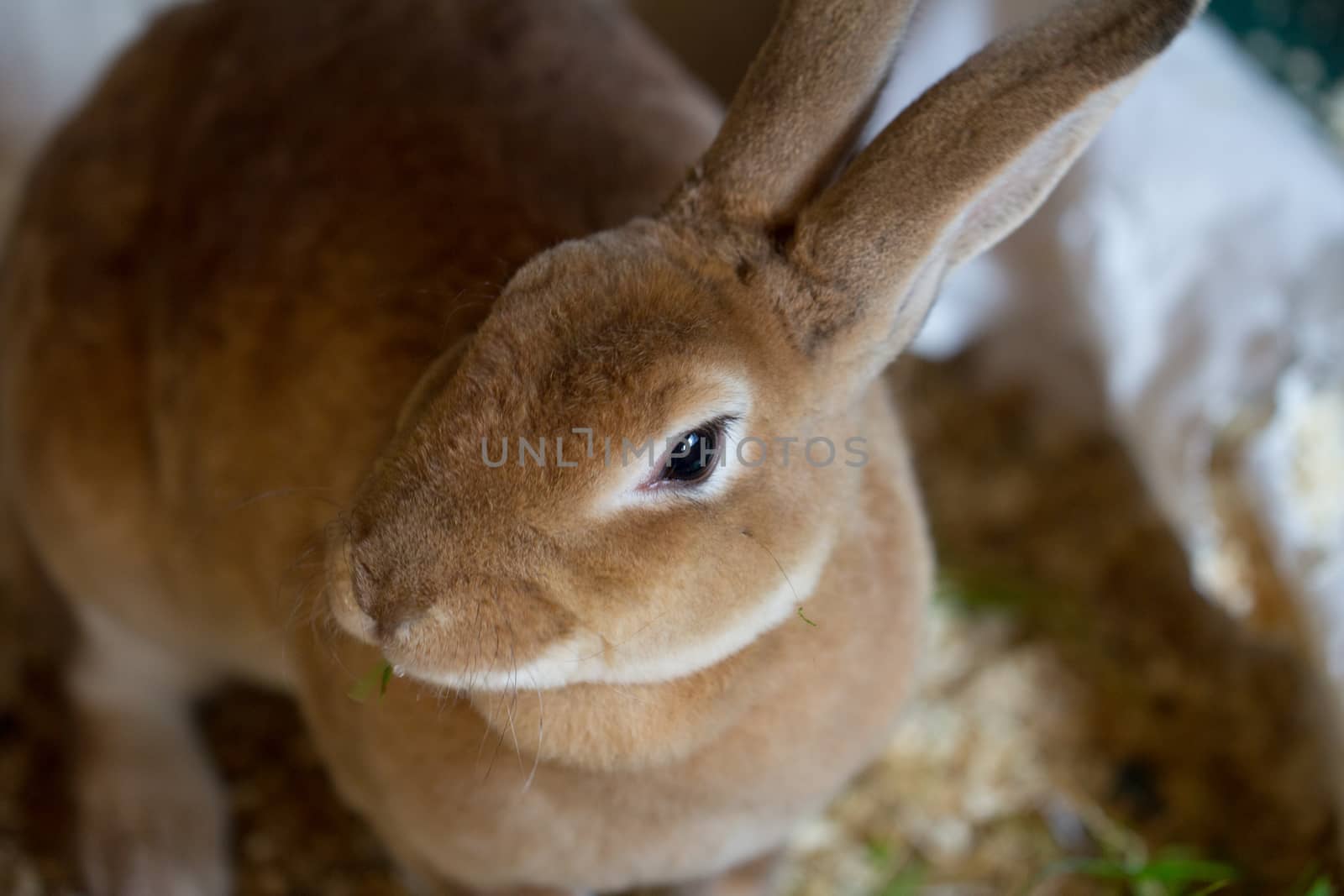 Close up image of a brown bunny rabbit