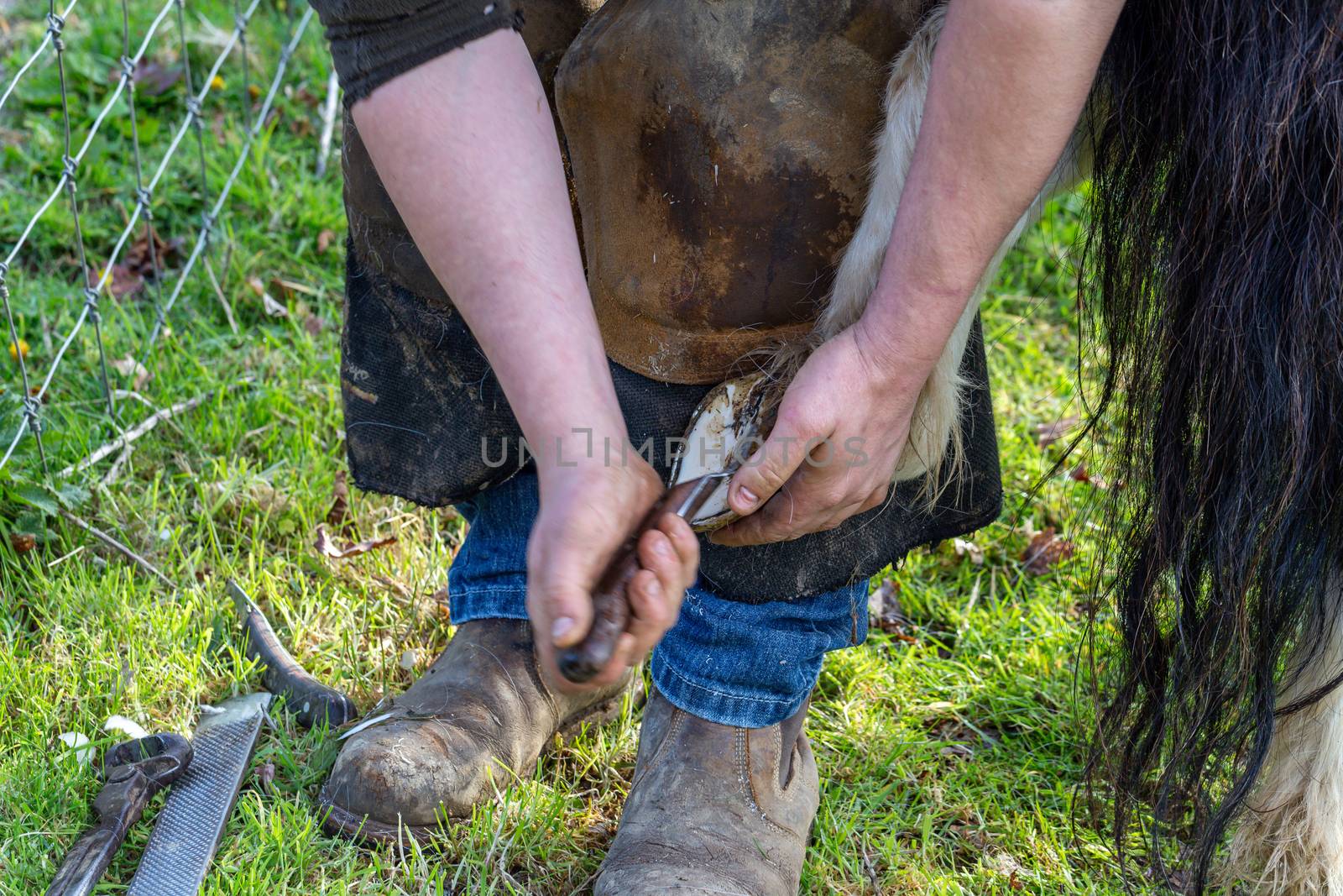 Farrier working on the hooves of a Shetland Pony on a farm in England, UK