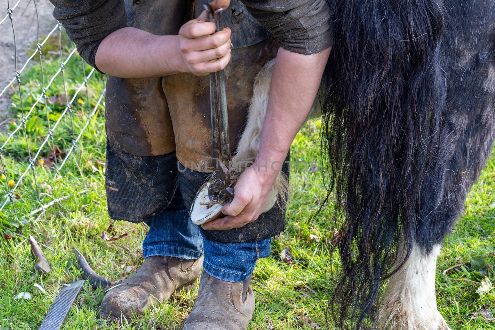 Farrier working on the hooves of a Shetland Pony by magicbones