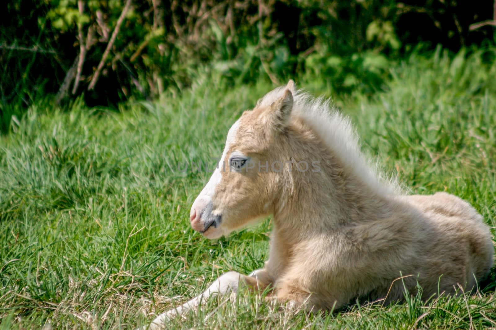 Young foal lying down in a field by magicbones