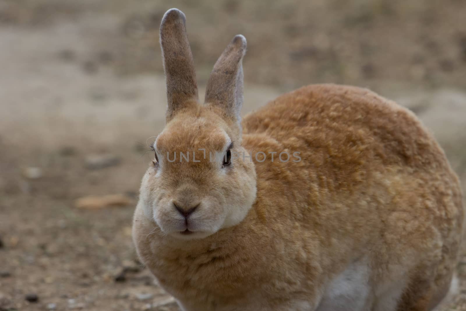 Close up image of a brown bunny rabbit