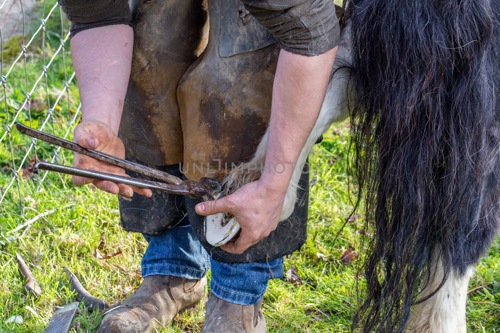 Farrier working on the hooves of a Shetland Pony by magicbones