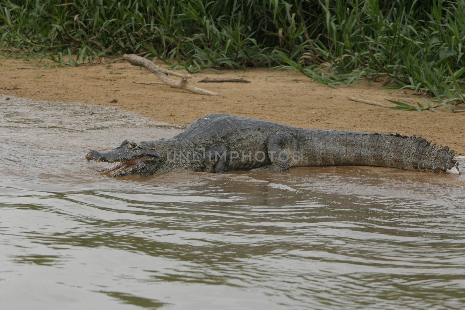 Large Caiman in the Pantanal region of Brazil by magicbones