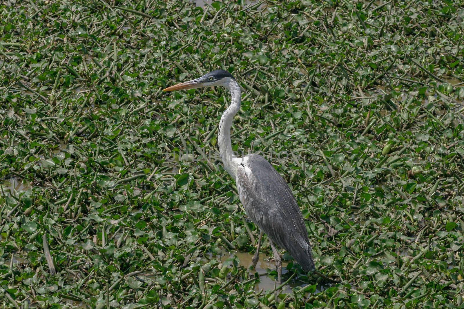 A Cocoi Heron wading through the swamps of the Pantanal Wetlands in Brazil