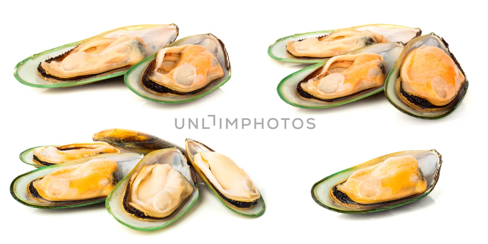 Set Female New Zealand greenshell mussels studio isolated on white background design elements