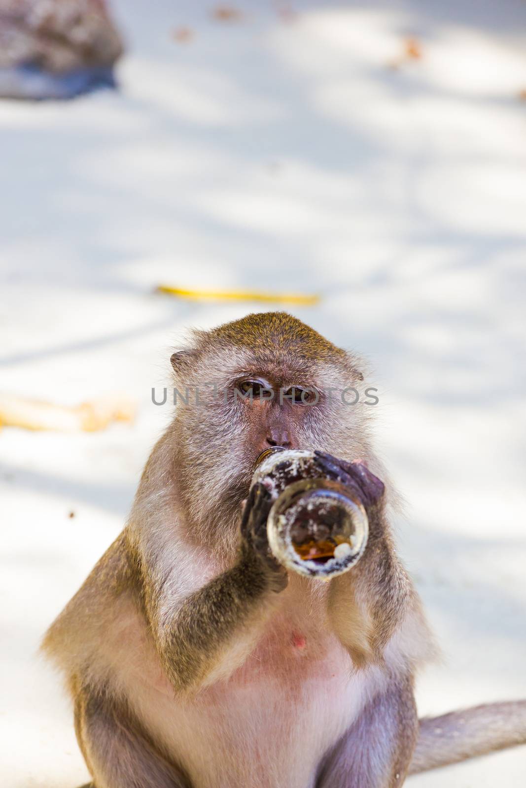 Monkey drinks Coca COla  on the beach in Thailand by Netfalls